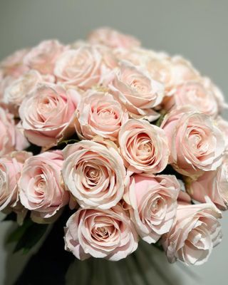 40 rosa rosor