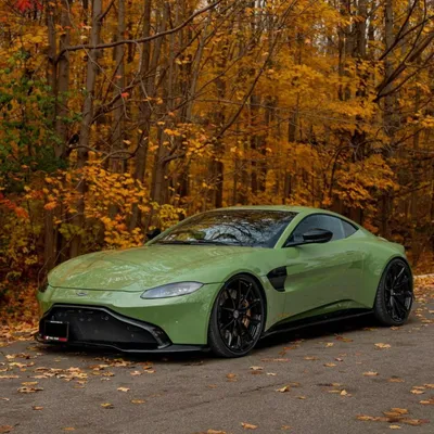 TeckWrap CG31-HD French Olive