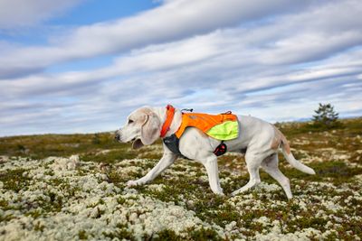 Non-Stop Dogwear Protector vest