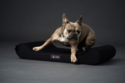 CATAGO FIR-TECH dog pillow