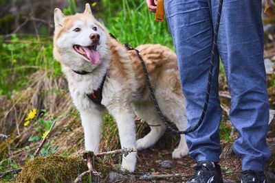 Non-Stop Dogwear Rock adjustable leash 2.3m