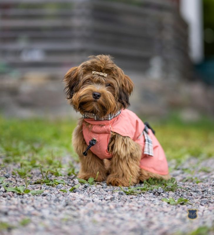 G&E Dog Trenchcoat Peach