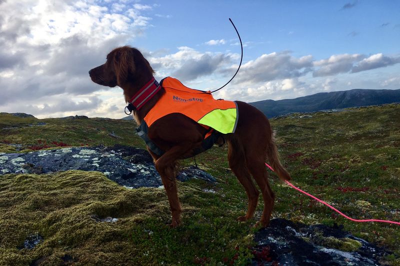 Non-Stop Dogwear Protector vest GPS