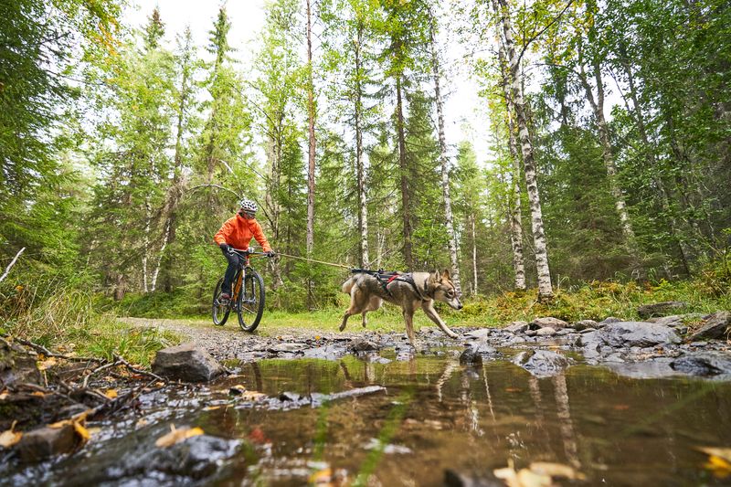 Non-Stop Dogwear Bike antenna klickfix package