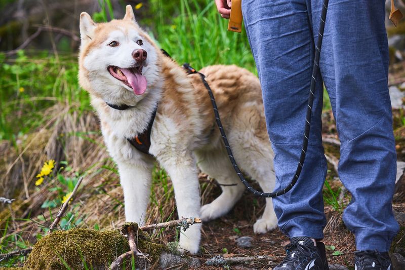 Non-Stop Dogwear Rock leash (1.8m)