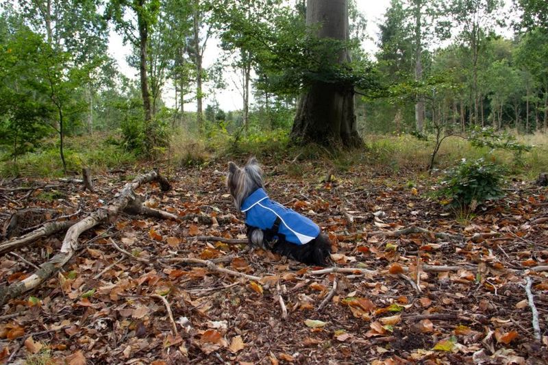 Companion Vind- och vattentät hundjacka