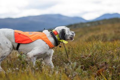 Non-Stop Dogwear Protector cover