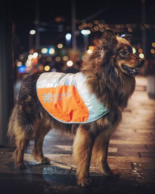 Non-Stop Dogwear Reflection blanket