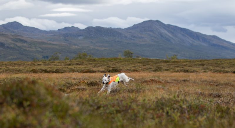 Non-Stop Dogwear Protector cover