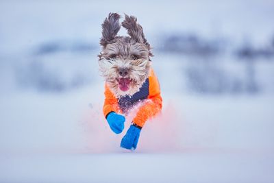 Non-Stop Dogwear Protector snow