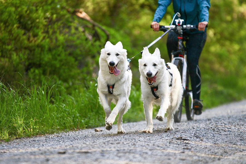 Non-Stop Dogwear Bike antenna klickfix package