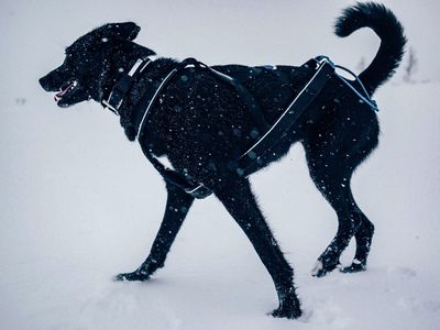 Non-Stop Dogwear Polar collar