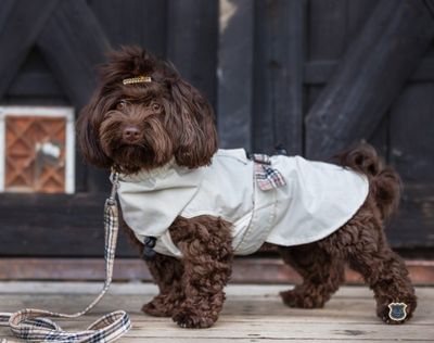 G&E Dog Trenchcoat Beige