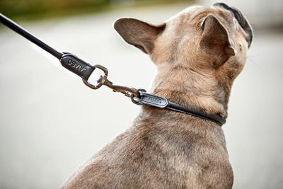 CATAGO rundsyet læder hundesnor