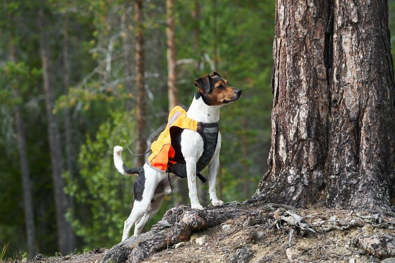 Non-Stop Dogwear Protector vest GPS