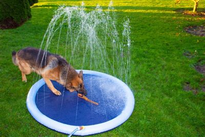 Companion Pool för hundar med sprinkler