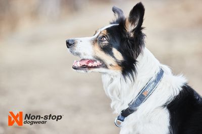 Non-Stop Dogwear Cruise collar