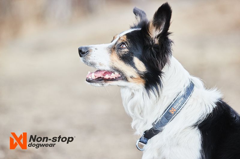 Non-Stop Dogwear Cruise collar