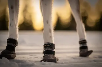 Seleverkstedet High Endurance Hundskor 4-p Grå XL