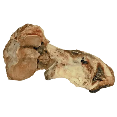 Oxknotben plastad
