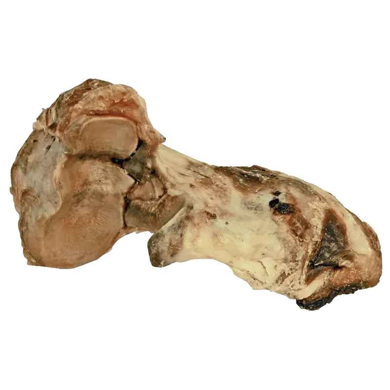 Oxknotben plastad