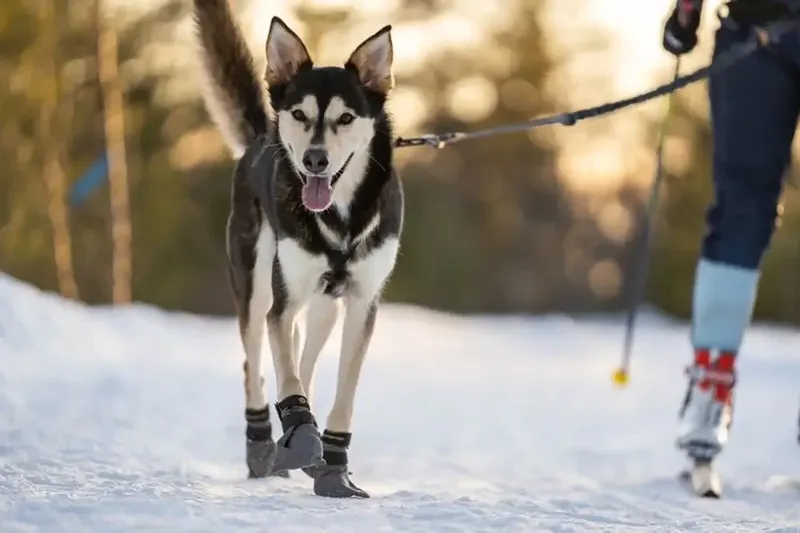 Seleverkstedet High Endurance Hundskor 4-p Grå XL