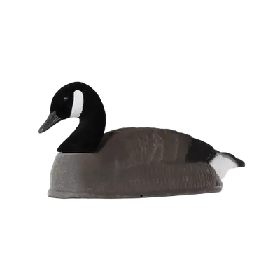 Alces Bulvan Kanadagås flockad
