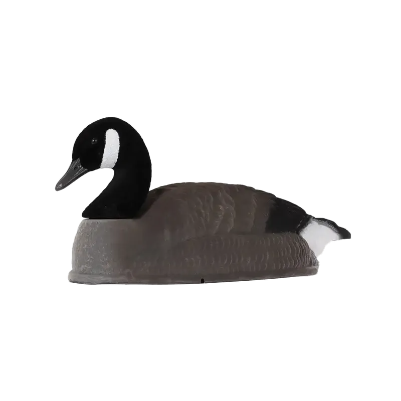 Alces Bulvan Kanadagås flockad