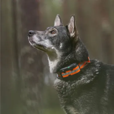 Hundpejl
