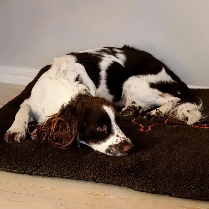 Swedteam Dog Mat 70x100 cm