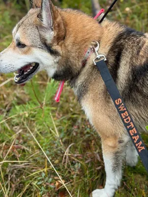 Swedteam Dog Leash - Deer Drag