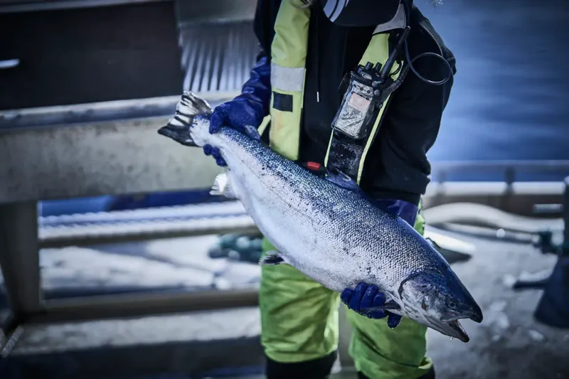 Granberg Kemikalieresistenta fiskehandskar i nitril 114.8200