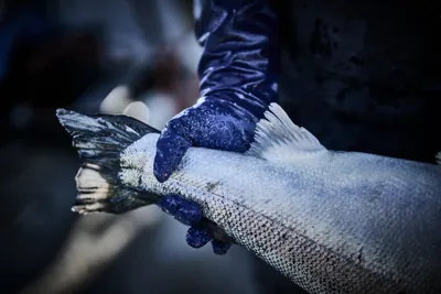 Granberg Kemikalieresistenta fiskehandskar i nitril 114.8200