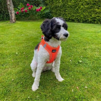 Sele Air-Mesh Orange