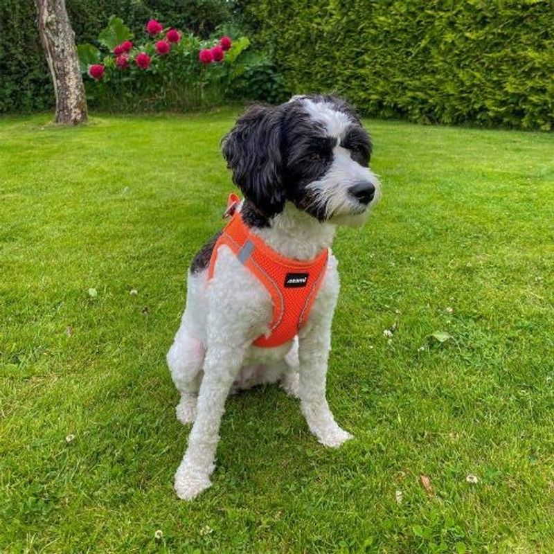 Sele Air-Mesh Orange