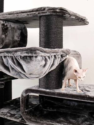 Klösträd Norwegian 200