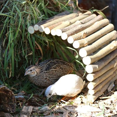 2JCcROG5VQsSWCI1764324372