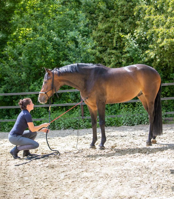 Contact stick Horsemanship
