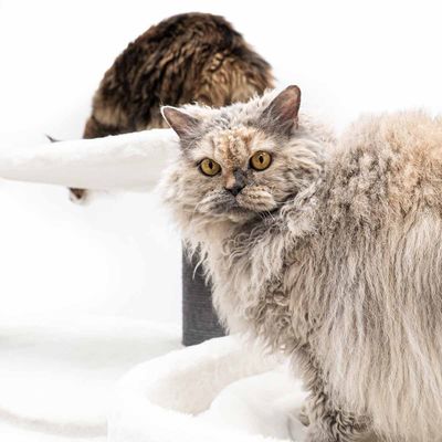 PetRebels Klösträd Bengal 199