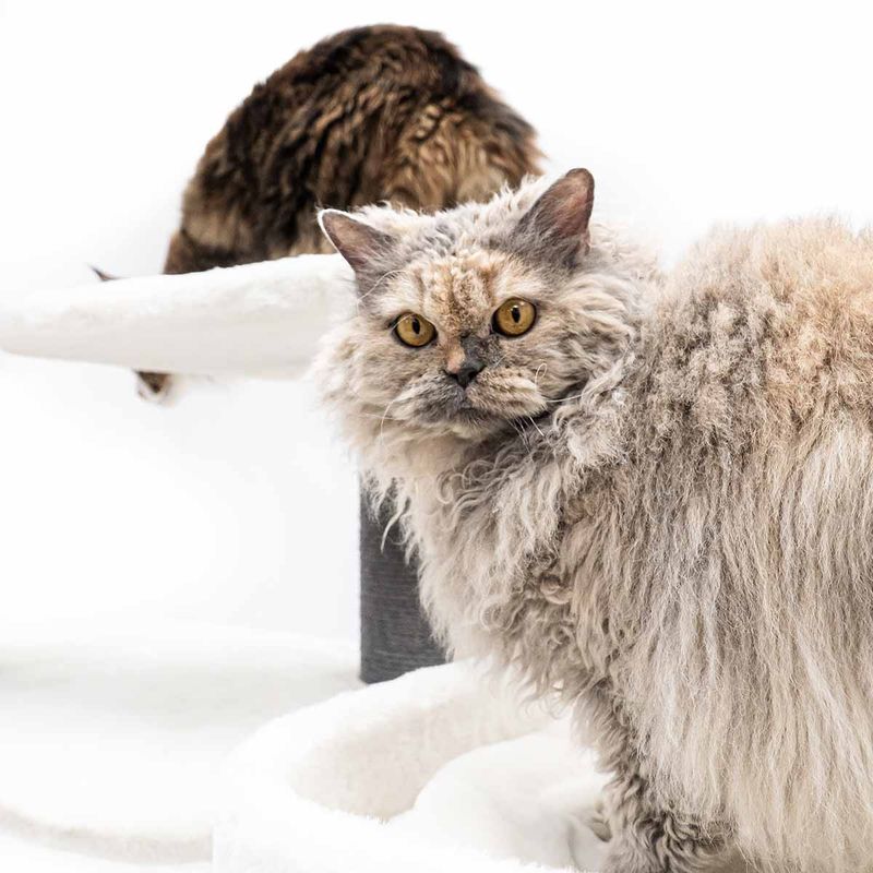 PetRebels Klösträd Bengal 199