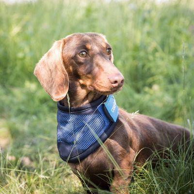 4322-cooling-bandana-web-lifestyle-05-80068545-45d0-4b2c-b7a0-5a2afb5b007a-778498ca