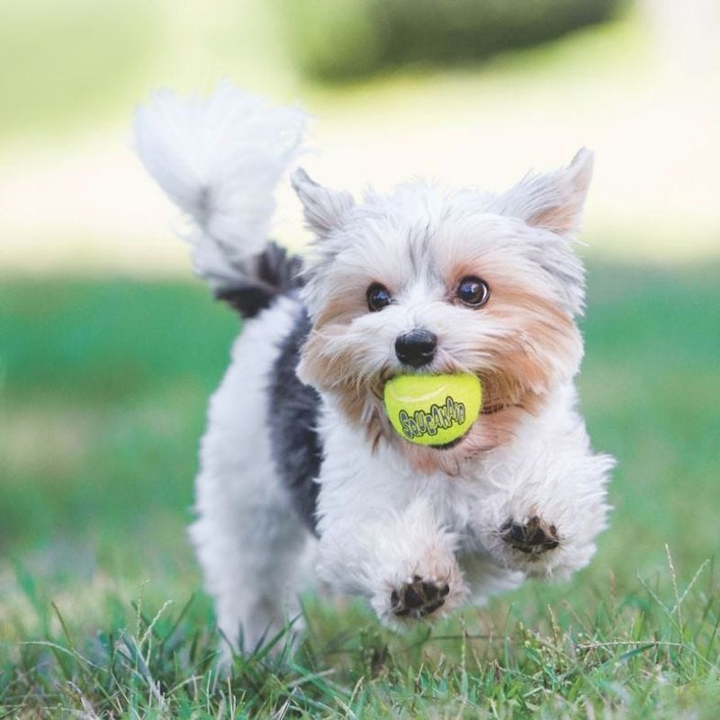 Kong Airdog Squeakair Tennisboll