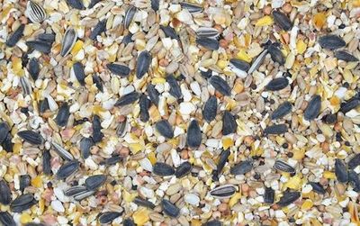 4PMvxVJ81YD2l731764326262