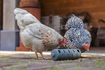 Snacksrulle för Höns Återvunnen plast