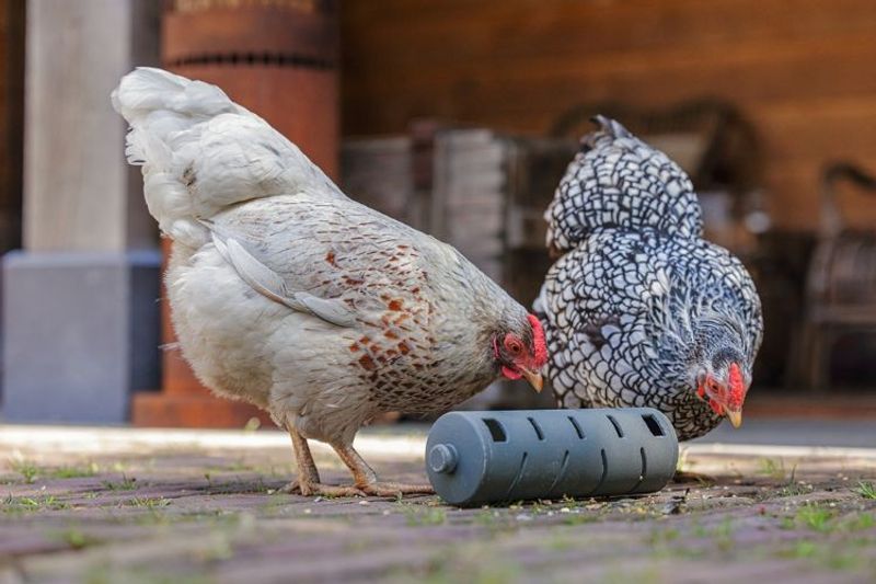 Snacksrulle för Höns Återvunnen plast