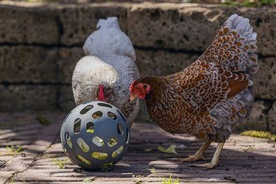 Snacksboll för Höns Återvunnen plast