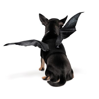 Fladdermusvingar till Hund