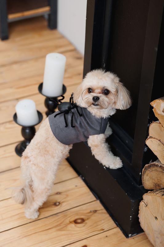 Spindelben till Hund