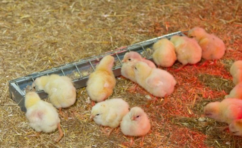 Fodertråg för Kyckling & Vaktel 50 x 7cm Galvad