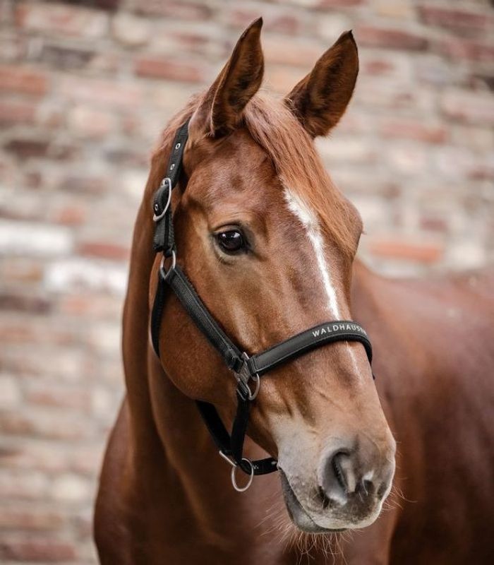 Waldhausen Grimma Athletic Svart